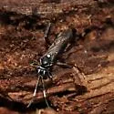 Ichneumon mendax - photo 3
