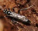 Ichneumon mendax - photo 4