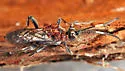 Ichneumon mendax - photo 5