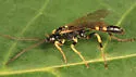 Ichneumon nigrovariegatus