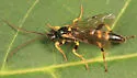 Ichneumon nigrovariegatus - photo 2