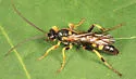Ichneumon nigrovariegatus - photo 3