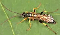 Ichneumon nigrovariegatus - photo 4