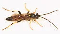Ichneumon nigrovariegatus - photo 5