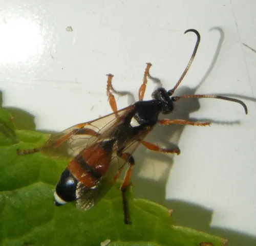 Ichneumon sarcitorius - Ichneumon sarcitorius