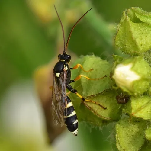 Ichneumon sarcitorius - photo 2