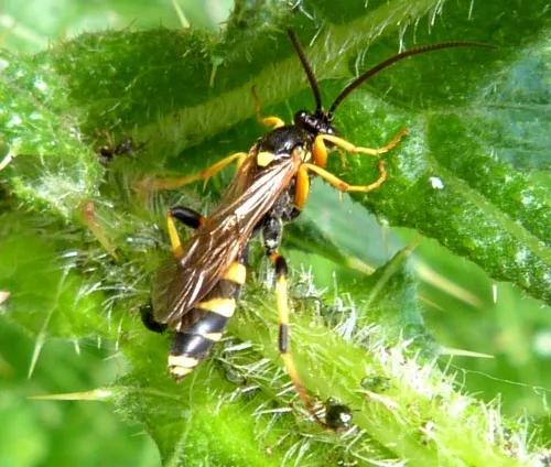 Ichneumon sarcitorius - photo 3