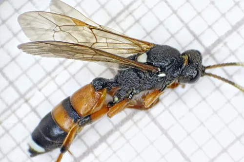 Ichneumon sarcitorius - photo 4