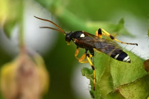 Ichneumon sarcitorius - photo 5