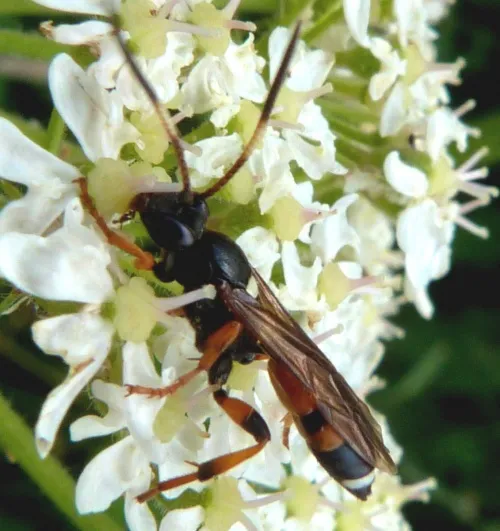 Ichneumon sarcitorius - photo 6