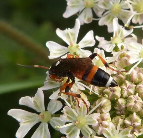 Ichneumon sarcitorius - photo 7