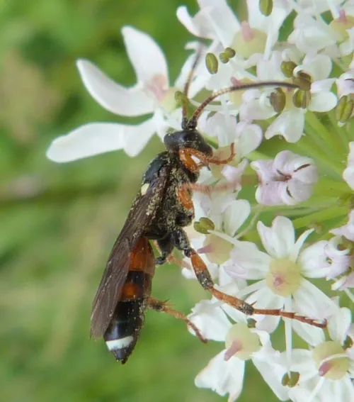 Ichneumon sarcitorius - photo 8