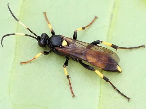 Ichneumon stramentor - Ichneumon stramentor