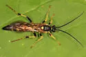 Ichneumon subdolus