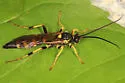 Ichneumon subdolus - photo 2