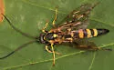 Ichneumon subdolus - photo 3