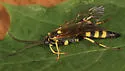 Ichneumon subdolus - photo 4