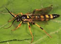 Ichneumon subdolus - photo 5