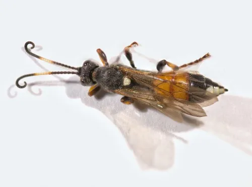 Ichneumon suspiciosus