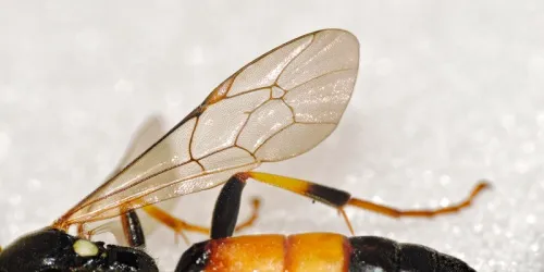 Ichneumon suspiciosus - photo 2