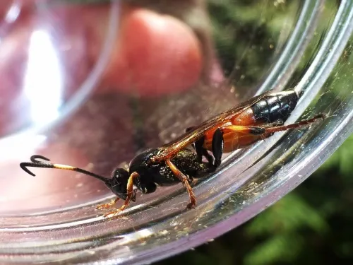 Ichneumon suspiciosus - photo 4