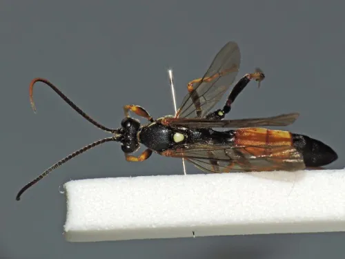 Ichneumon suspiciosus - photo 5