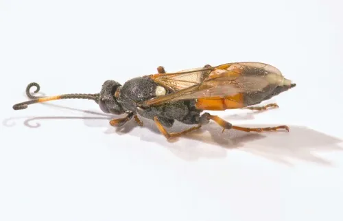 Ichneumon suspiciosus - photo 6