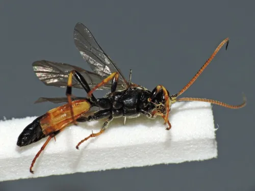 Ichneumon suspiciosus - photo 7