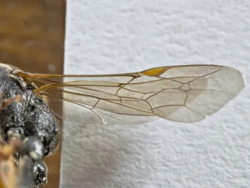 Ichneumon suspiciosus - photo 8