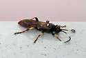 Ichneumon ultimus - photo 2