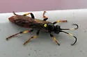 Ichneumon ultimus - photo 3