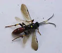 Ichneumon ultimus - photo 4