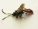 Ichneumon ultimus - photo 5