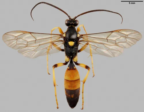 Ichneumonid Wasps - photo 2