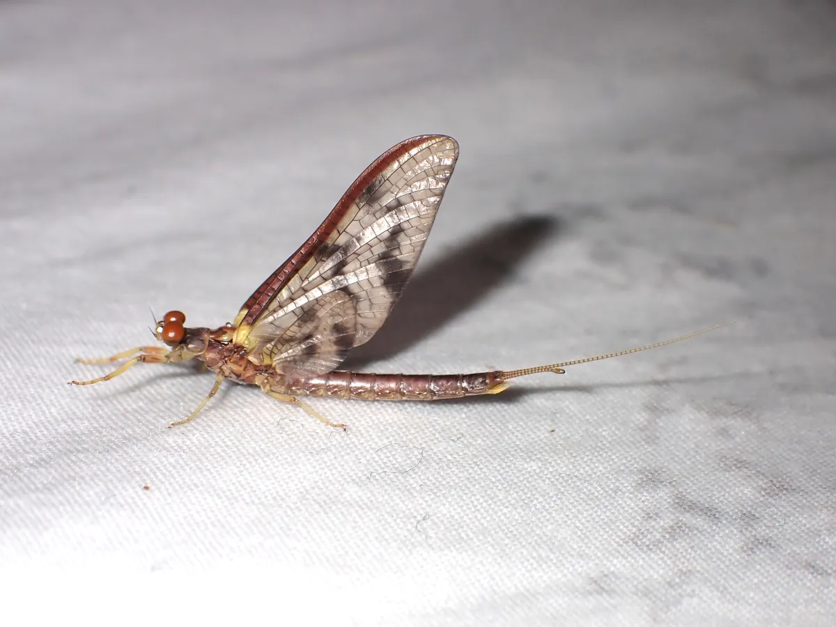 Ichthybotidae - photo 3