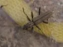 Icosium tomentosum - Icosium tomentosum