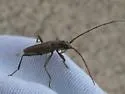 Icosium tomentosum - photo 2