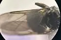 Icosta albipennis - photo 3