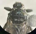 Icosta albipennis - photo 4