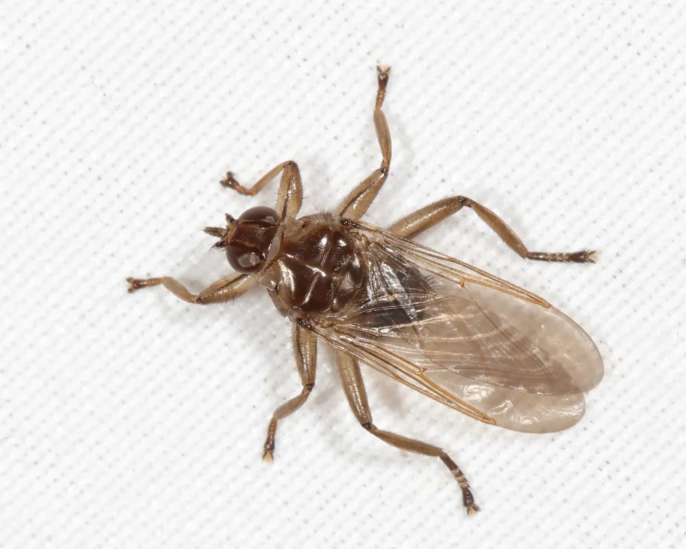 Icosta americana
