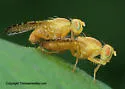 Icterica circinata - Icterica circinata