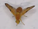 Icterica seriata