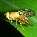 Icterica seriata - photo 2