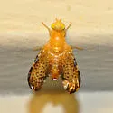 Icterica seriata - photo 4