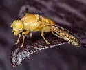 Icterica seriata - photo 5
