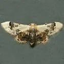 Idaea asceta - Hodges#7117.1