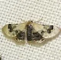 Idaea asceta - Hodges#7117.1 - photo 2