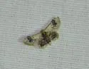 Idaea asceta - Hodges#7117.1 - photo 3