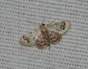 Idaea asceta - Hodges#7117.1 - photo 4