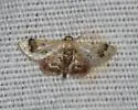 Idaea asceta - Hodges#7117.1 - photo 5